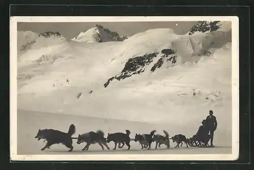 AK Jungfraujoch, Polarhunde auf dem Aletschgletscher