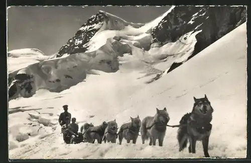 AK Polarhunde auf dem Jungfraujoch