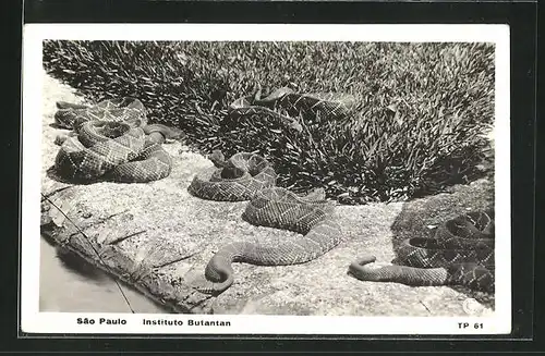 AK Sao Paulo, Instituto Butantan, Schlangen auf Gestein und Pflanzen