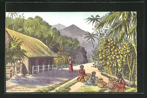 AK Scene in a Cocoa Plantation, Arbeiter bei der Kakaoernte