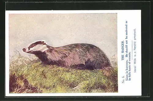 AK The Badger, Lives in burrows, He should not be molested as he kills hosts of vermin, Ideal Milk is a Nestle product