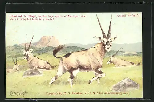AK Gemsbok Antelope, Spiessbockantilopen auf einer Wiese