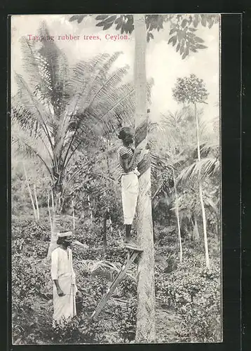 AK Ceylon, Tapping rubber trees, Forstarbeiter klopfen Gummibäume
