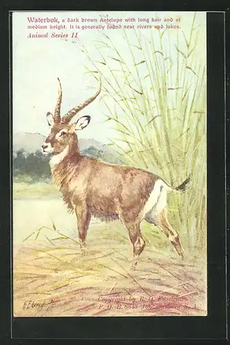 AK Waterbok, a dark brown Antelope with long hair and of medium height, Antilope im Schilfgras