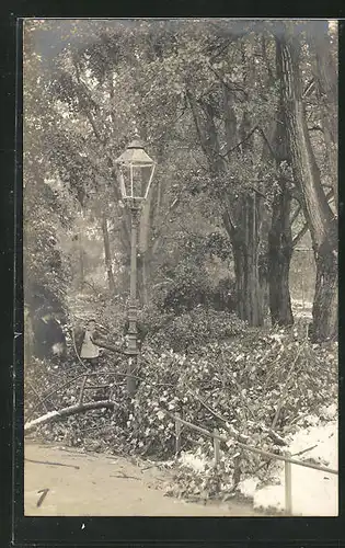 AK Zürich, Unwetter im Mai 1908, Umgestürzte Bäume durch Schneefall
