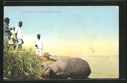AK Hippopotamus on the White Nile, Jagd auf eine Nilpferd