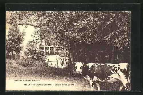 AK Malay-le-Grand, Chute de la Vanne, Kuh am Waldrand