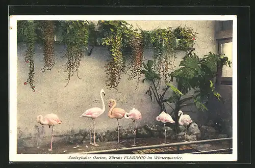 AK Zürich, Flamingos im Winterquartier des Zoologischen Gartens