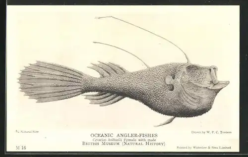 AK Oceanic Angler-Fishes / Angler-Fisch Ceratias holboelli
