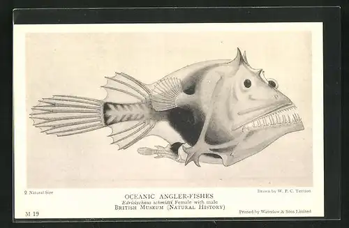 AK Oceanic Angler-Fishes / Angler-Fisch Edriolychnus schmidti