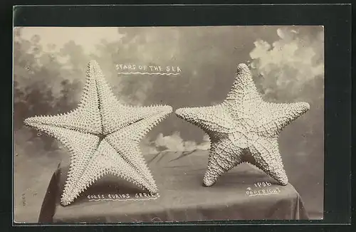 AK Stars of the Sea, Seesterne