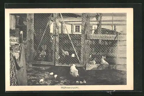 AK Sprottau, Kriegsgefangene, Hühnerzucht, Allied POW Camp