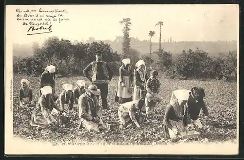 AK Plougastel-Daoulas, Erntearbeiter pflücken Erdbeeren, Obst