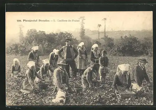 AK Plougastel-Daoulas, Bauern sammeln Erdbeeren vom Feld, Obst