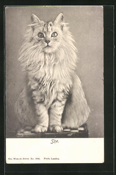 weiße Kartze Tier: Khmer-Katze schwarze Pfoten blaue Augen 1980 