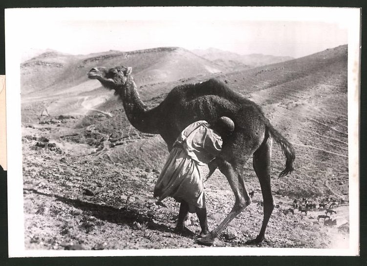 Fotografie Kameltreiber Melkt Kamel In Der Wuste 1940 Nr 9750719 Oldthing Diverse Fotografie