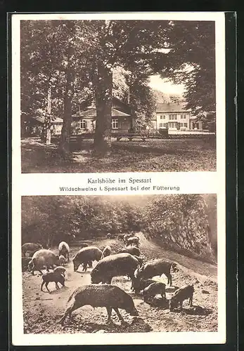 AK Esselbach, Karlshöhe im Spessart, Wildschweine bei Fütterung