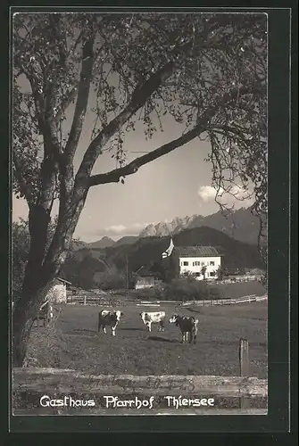 AK Thiersee, Gasthaus Pfarrhof, grasende Kühe