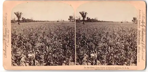 Stereo-Fotografie Underwood & Underwood, New York, Ansicht Kansas, KS, In the Great Corn Fields of Eastern Kansas