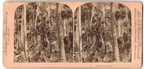 Stereo-Fotografie Underwood & Underwood, New York, Ansicht Indien, In the Jungle