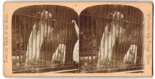 Stereo-Fotografie unbekannter Fotograf und Ort, Eisbären in kleinem Gehege hinter Gittern bei der Fütterung