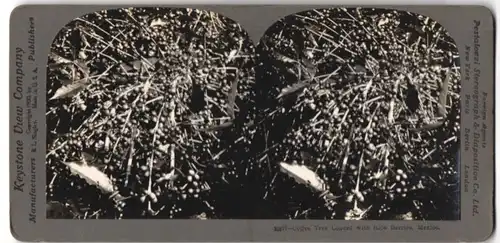 Stereo-Fotografie B. L. Singley, Keystone, Coffee Tree Loaded with Ripe Berries in Mexico, Kaffee Beeren
