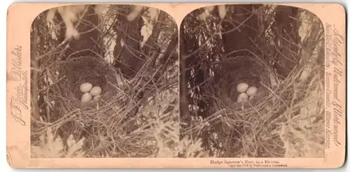 Stereo-Fotografie J. F. Jarvis, Washington D. C., Hedge Sparrow Nest, Nest der Heckenbraunelle