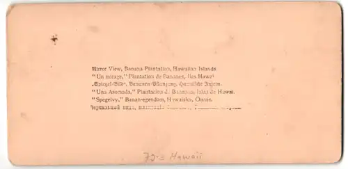 Stereo-Fotografie Strohmeyer & Wyman, New York, Ansicht Hawaii, Bananen Plantage auf Hawaii