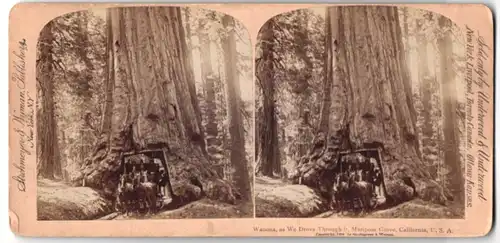 Stereo-Fotografie Strohmeyer & Wyman, New York, Ansicht Wanona, Pferdekutsche fährt duch einen Redwood Tree, Mammutbaum
