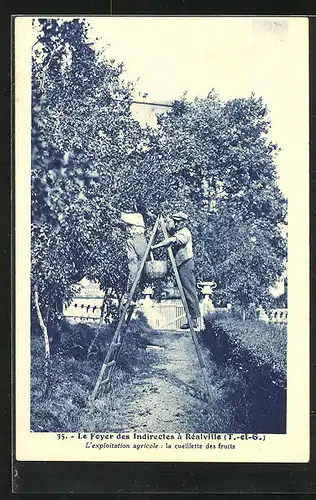 AK Réalville, La Cueillette des Fruits