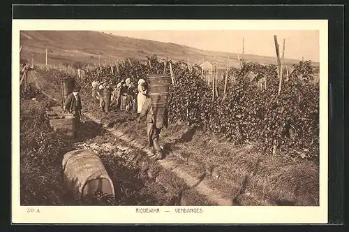 AK Riquewihr, Vendanges
