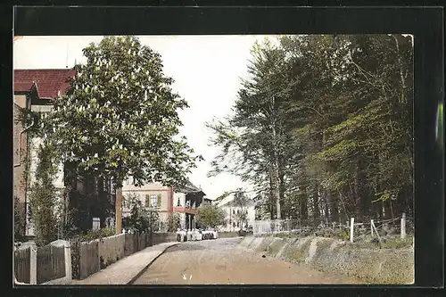 AK Bad Suderode am Harz, Strasse am Schwedderholz