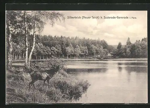 AK Suderode im Harz, röhrender Hirsch am Silberteich
