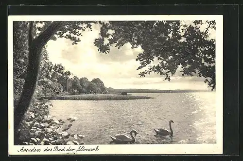 AK Arendsee / Altmark, Schwäne im Sonnenlicht auf dem Arendsee