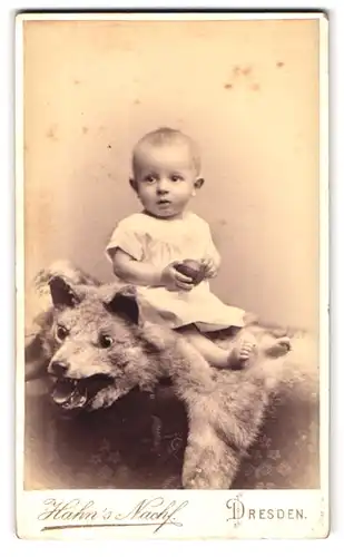 Fotografie Hahn's Nachf., Dresden, Waisenhausstr. 16, Baby auf Tierfell eines Wolfes sitzend