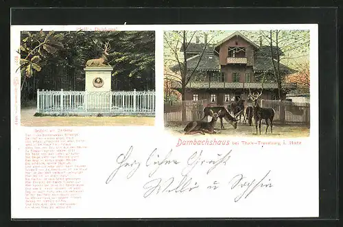 AK Thale /Harz, Gasthaus Dambachshaus mit Hirschen im Vordergrund