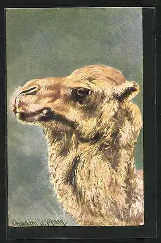 Künstler-AK Ermenegildo Carlo Donadini: Ein Kamel im Profil