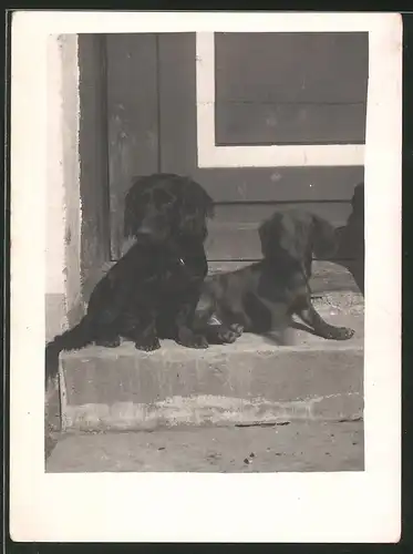 Fotografie Dackel, Lang - und Kurzhaardackel, Dachshound