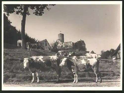 Fotografie Fotograf unbekannt, Ansicht Burgthann, Bauerngehöft mit Kühen vor der Burgruine