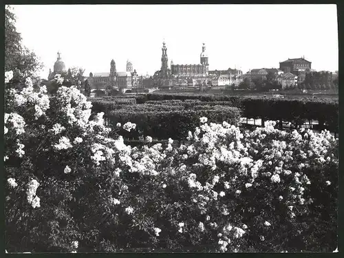 Fotografie Löhrich, Gröbenzell, Ansicht Dresden, Blütenpracht am Königsufer