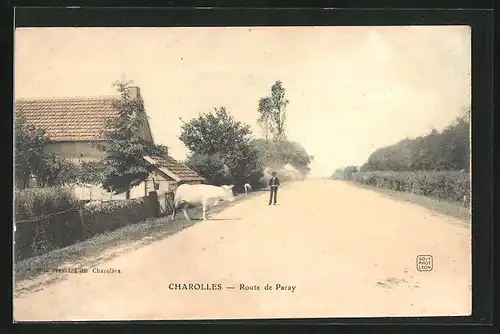 AK Charolles, Route de Paray, Kühe