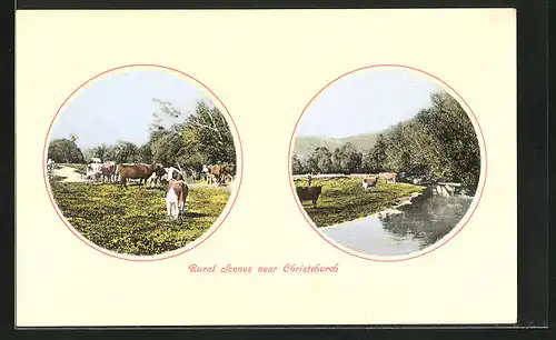 AK Christchurch, Rural Scenes, Cows at a River