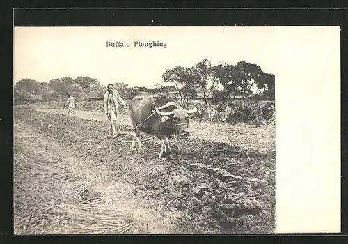 AK Buffalo Ploughing, Bauer mit Büffelgespann