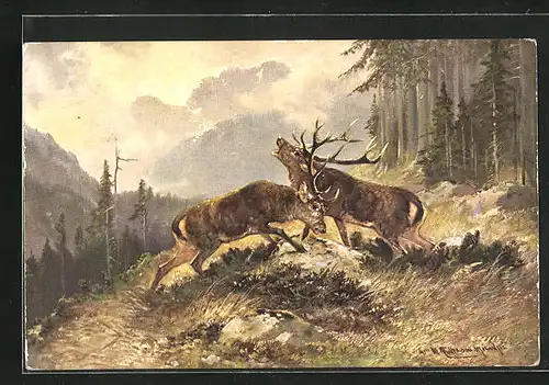 Künstler-AK M. Müller jun.: kämpfende Hirsche während der Balzzeit im Gebirge
