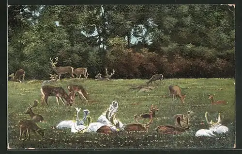 AK Putbus auf Rügen, Rotwild im Wildpark