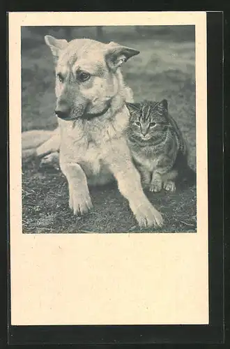 AK Tierfreundschaft zwischen Schäferhund und Katze
