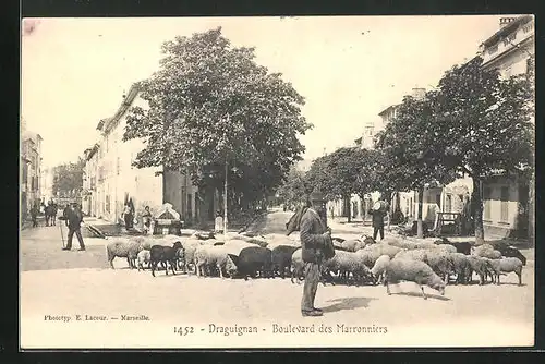 AK Draguignan, Boulevard des Marronniers
