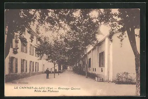 AK Le Cannet-du-Luc, Grainage Quirici Alee des Platanes