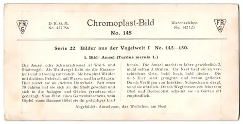 Stereo-Fotografie D.R.G.M., Chromoplast-Bild, Amselpaar am frischen Gelege, Turdus merula