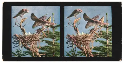 Stereo-Fotografie D.R.G.M., Chromoplast-Bild, Sperber Paar am Horst mit Jungen